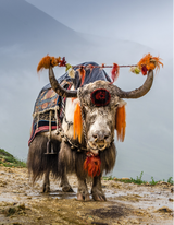 Yellow Yak Wool Shawl – Warm Hue, Brown Raw Weave, Handcrafted Elegance