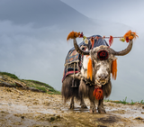 Black Yak Wool Shawl – Fine Weave, Brown Raw Border, Timeless Craft